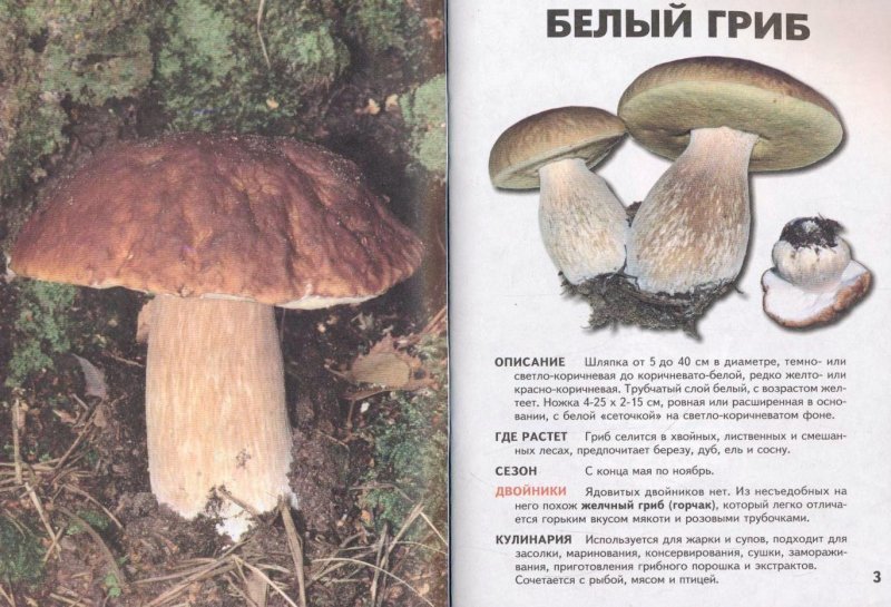 Грибы энциклопедия грибов фотографии и описание