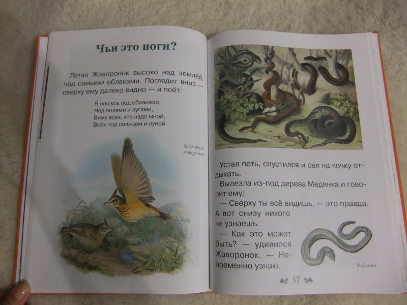 Чей рассказ. Чьи это ноги Бианки. Рассказ чьи это ноги. Чьи это ноги книга.