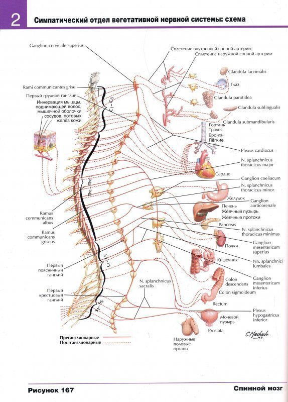 Рисунок вегетативная нервная система неттера