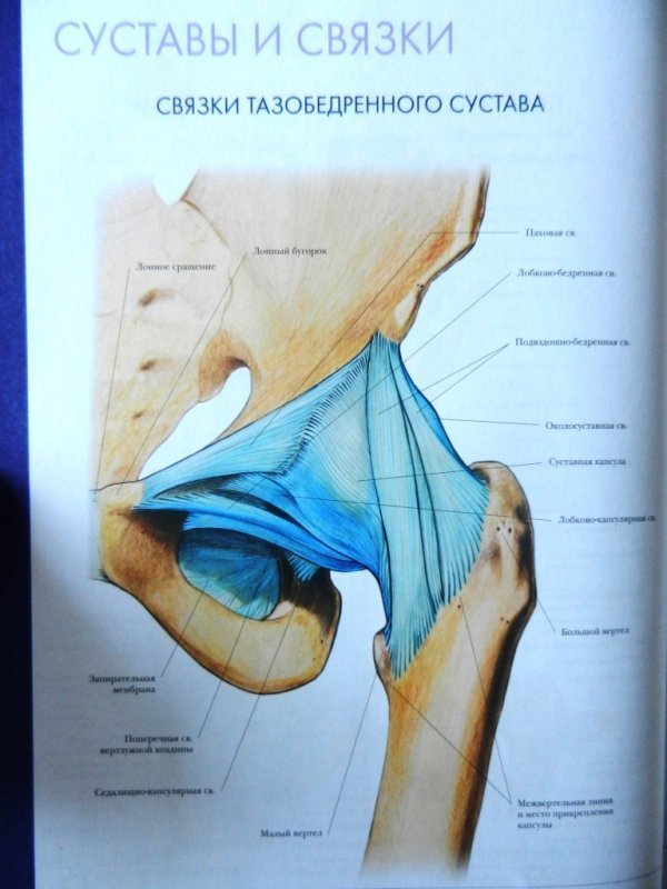 Анатомия тазобедренного сустава мышц и связок