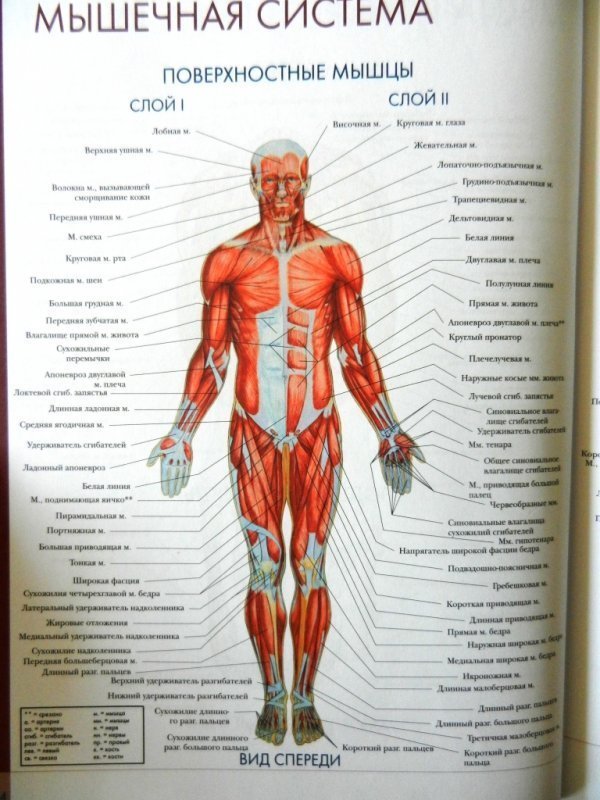 Мышцы картинки с подписями