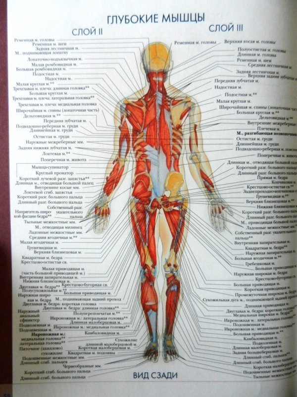 Строение человека внутренние со спины. Анатомия человека. Строение человека. Строение человека анатомия. Анатомия человека атлас внутренних органов.