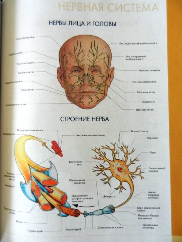 Анатомия нервной системы головы и шеи