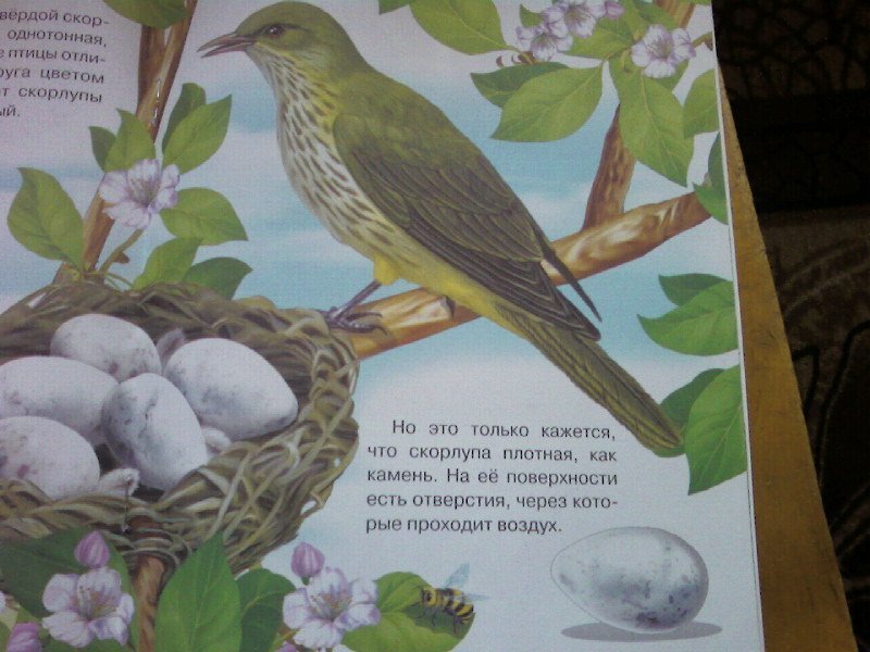 Откуда появились птицы. Как появляется птица. Как появилась птица для детей. Откуда взялись птицы на земле. Картинки книга для дошкольников как появляется птица.