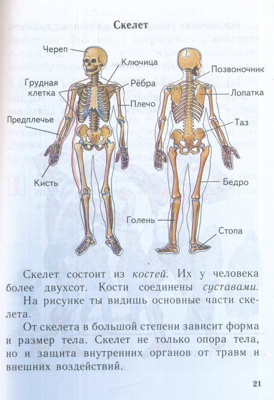 Части тела человека впр 4 класс окружающий. Основные кости скелета человека 4 класс.