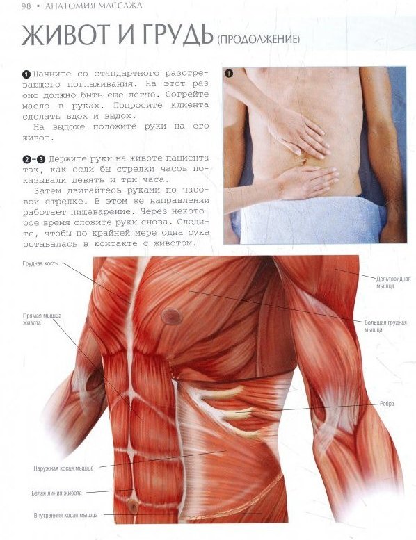 Анатомия мышц человека для массажистов