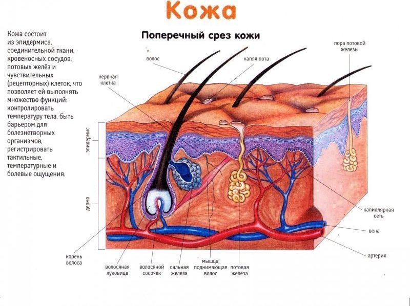 Что изучает анатомия кожи и волос