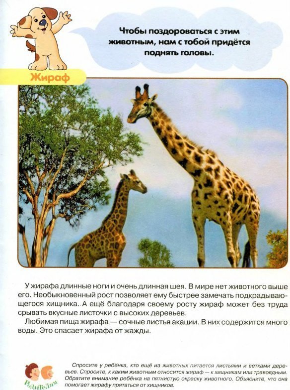 Животные жарких стран факты. Рассказ о животных жарких районов для 1 класса. Животные жарких стран для дошкольников 1 класс окружающий мир. Интересные факты о животных жарких стран. Интересные факты о животных жарких районов.