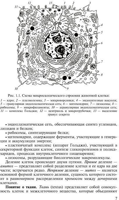 Схема ультрамикроскопического строения клетки