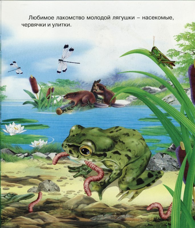 Откуда появляются лягушки. Как появляется лягушка. Картинки как появляются лягушки. Как появляются лягушки для детей.