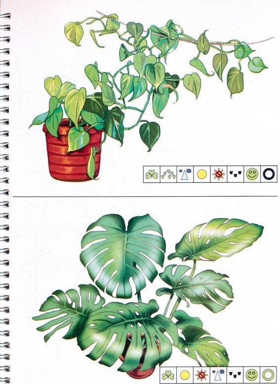 Картинки комнатных растений для дошкольников. Комнатные цветы дидактический материал. Карточки для комнатных цветов. Иллюстрации комнатных растений для детского сада. Наглядный материал комнатные растения.