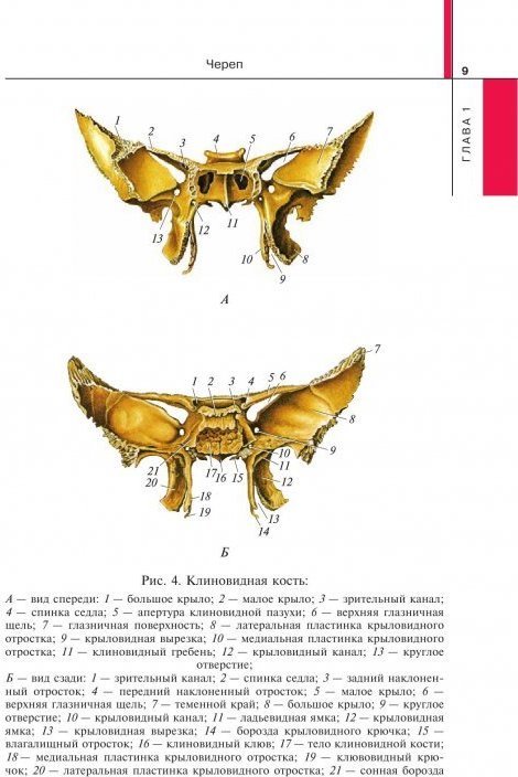 Клиновидная. Клиновидный гребень клиновидной кости. Строение клиновидной кости черепа. Крыловидный отросток клиновидной кости. Клиновидная кость схема.