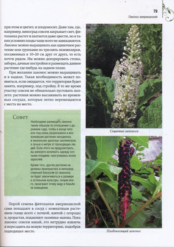 Лаконос растение полезные свойства и применение фото и описание