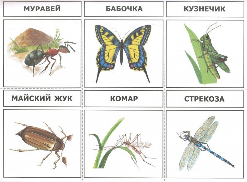 Разрезные картинки по теме насекомые