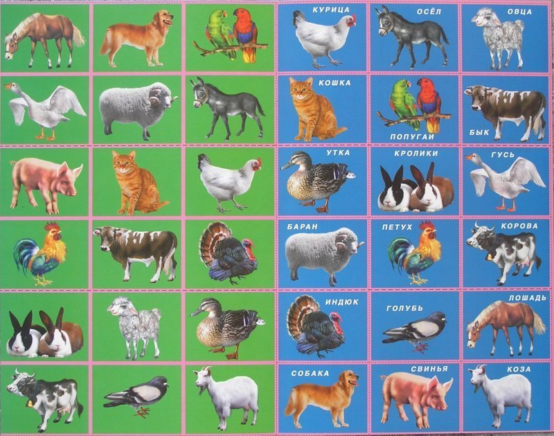 Д и назови животное. Карточки домашних животных для детей. Название домашних животных. Карточки с домашними животными для детей. Карточки для дошкольников домашние животные.