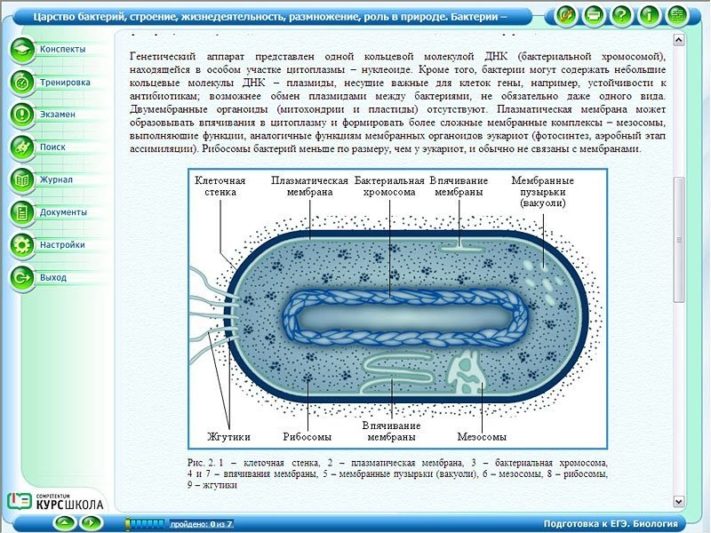 Тест клетка егэ. Строение бактериальной клетки ЕГЭ биология. Бактериальная клетка ЕГЭ биология. Строение клетки бактерии ЕГЭ. Строение бактерий ЕГЭ биология.