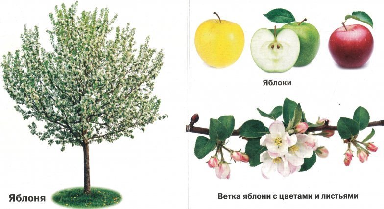 Листья плодовых деревьев фото с названиями на русском