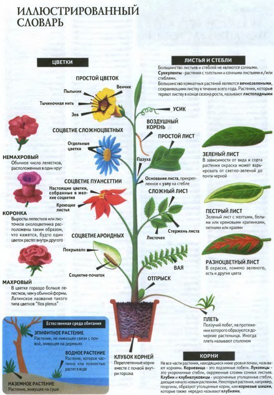 Определение понятию цветок. Строение комнатного растения. Плакат. Комнатные растения. Словарь цветов. Комнатные цветы плакат.