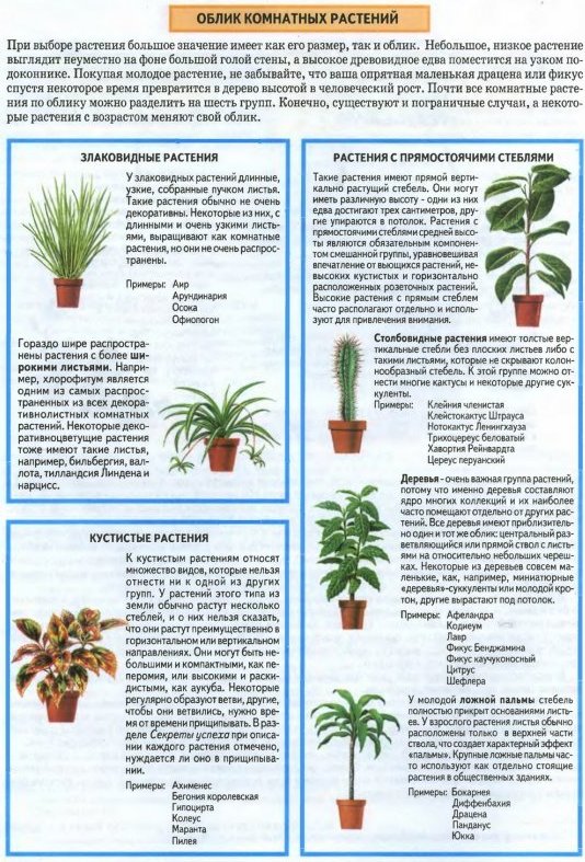 растения с прямостоячими стеблями