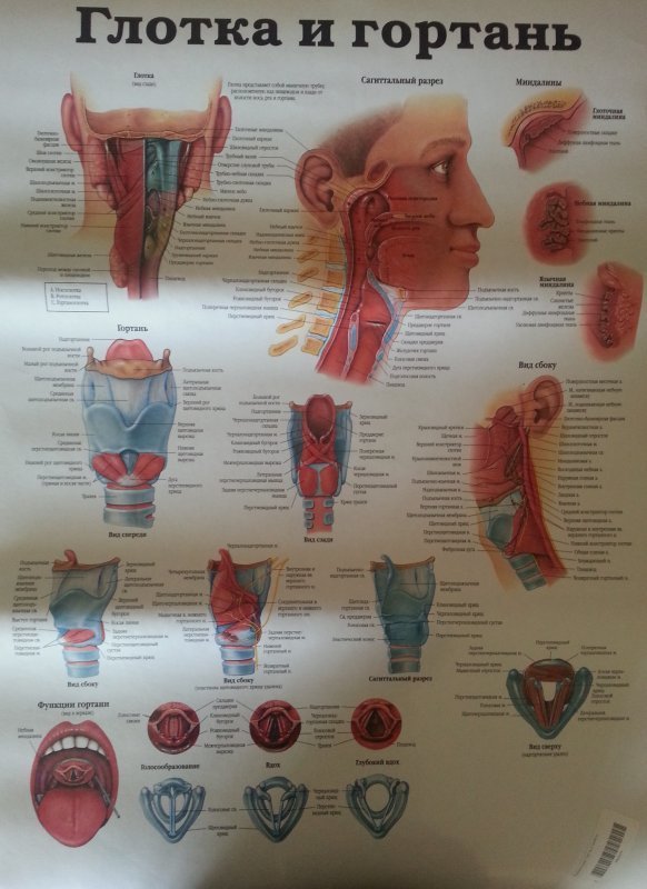 Гортань анатомия человека фото