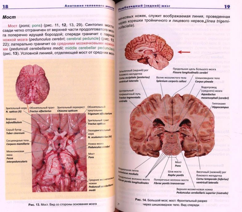 Анатомия 4 тома. Строение мозга атлас. Анатомия мозшачеловека атлас. Анатомический атлас головного мозга человека. Мозг атлас анатомия.