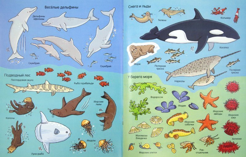 Морские животные с названиями фото для детей