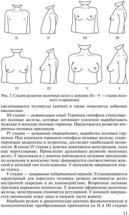 Сколько груди. Этапы развития груди. Этапы развития молочных желез. Периоды развития молочных желез. Формирование груди у подростков.