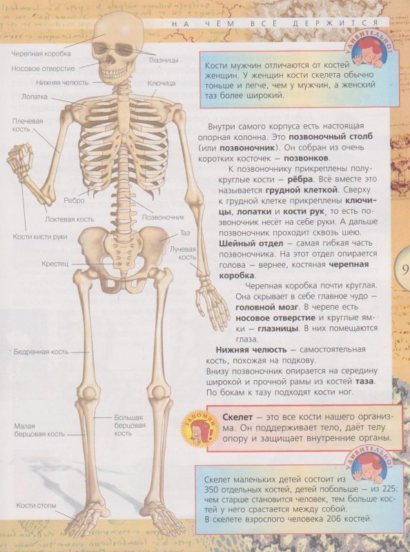 Скелет с названиями костей на русском языке. Строение скелета человека. Скелет человека с названием костей. Скелет название всех костей. Скелет человека с описанием всех костей.
