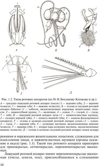 Губы комара. Строение ротовой Арарат клмара. Колюще сосущий Тип ротового аппарата строение.