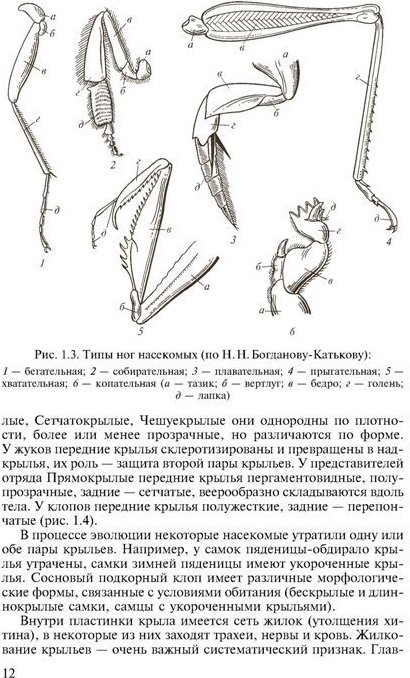 Какими цифрами на рисунке обозначены прыгательная и копательная конечности насекомых