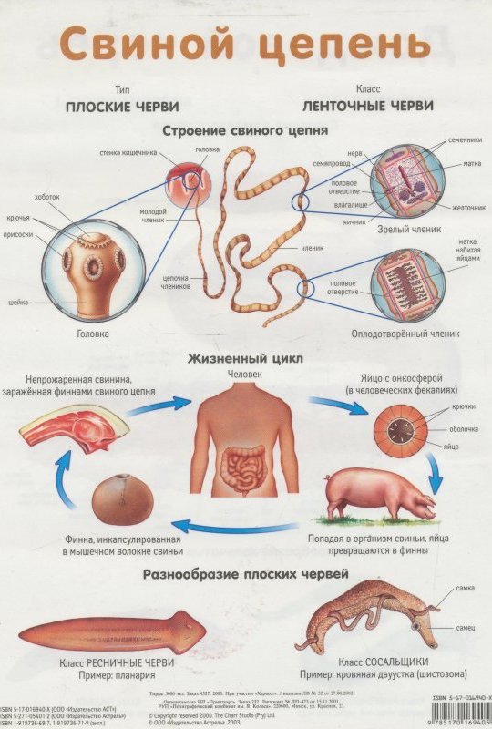 Жизненный цикл свиного червя