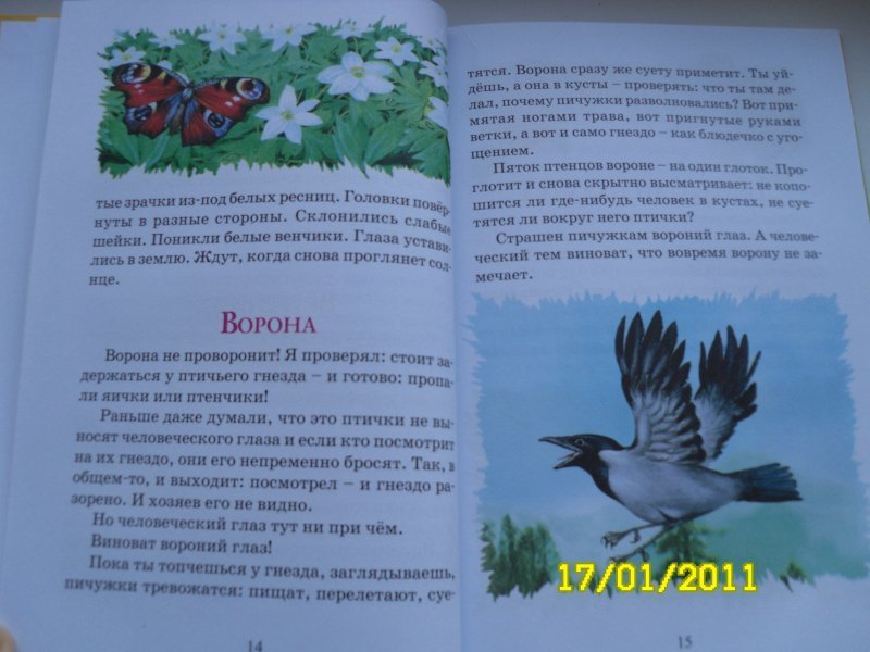 Сладков телеграмм канал. Н Сладков Азбука леса.