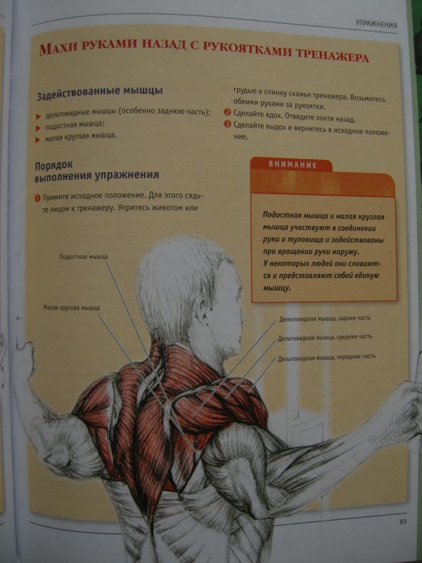 Анатомия силовых упражнений. Анатомия силовых упражнений Фредерик Делавье мышцы. Юрий Дальниченко анатомия силовых упражнений. Анатомический атлас Делавье. Анатомический атлас упражнений.