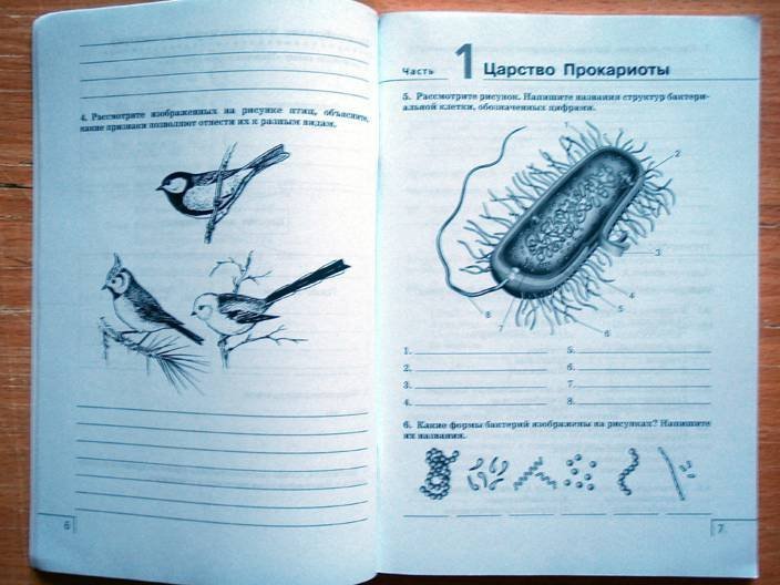 Биология 7 сонин. Рисунки в тетрадь по биологии 7 класс. Биология 7 класс рабочая тетрадь Сонин рисунок. Тетрадь с голубем гдз по биологии. Тетрадка рабочая тетрадь 7 класс Захаров.