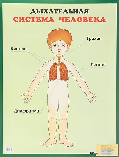 Как мы дышим. Дыхательная система человека для дошкольников. Органы дыхания человека для детей дошкольного возраста. Системы человека дыхательная система для детей. Системы органов человека для дошкольников.