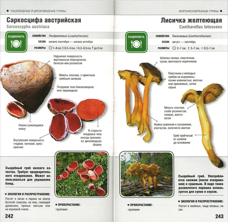 Съедобные грибы определитель