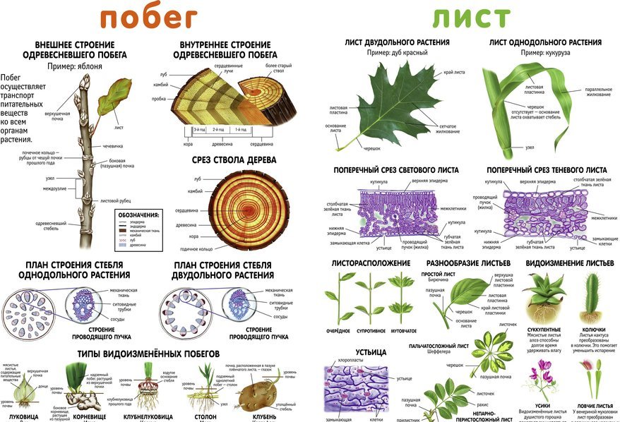 Конспект урока по биологии. Строение стебля ЕГЭ биология. Строение побега ЕГЭ биология. Внутреннее строение побега. Внутренне строение побега.