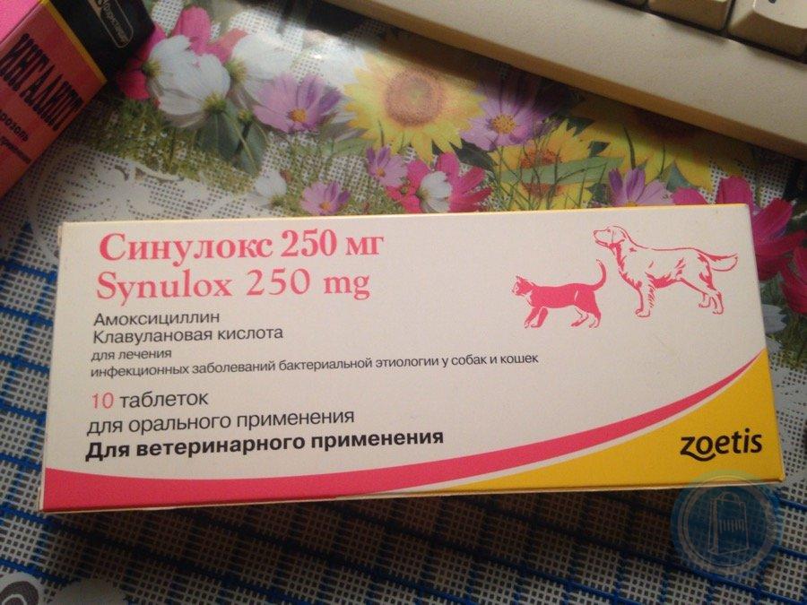 Купить синулокс 50 для кошек. Синулокс 250 мг. Синулокс (50 мг 10 ТБ). Синулокс 250 мг таблетки. Zoetis синулокс 250мг, 10таб.