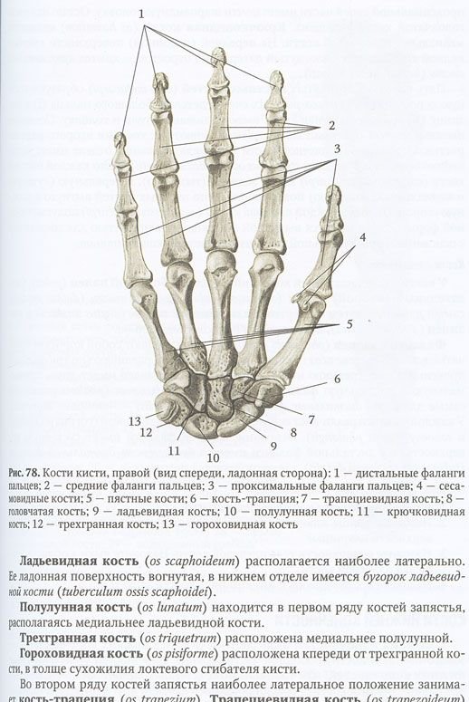 Фаланги пальца тип соединения. Анатомия костей кисти. Кости запястья анатомия человека. Кисть человека строение костей. Строение пястных костей кисти.