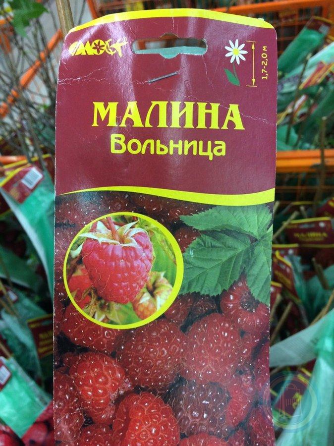 Малина вольница фото и описание