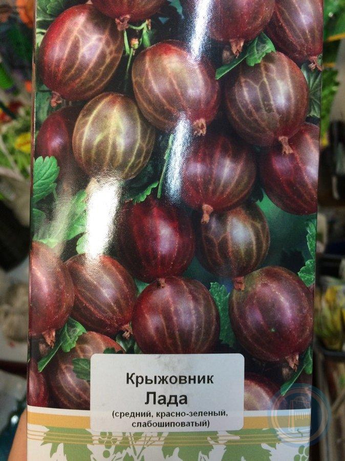 Лада крыжовник фото