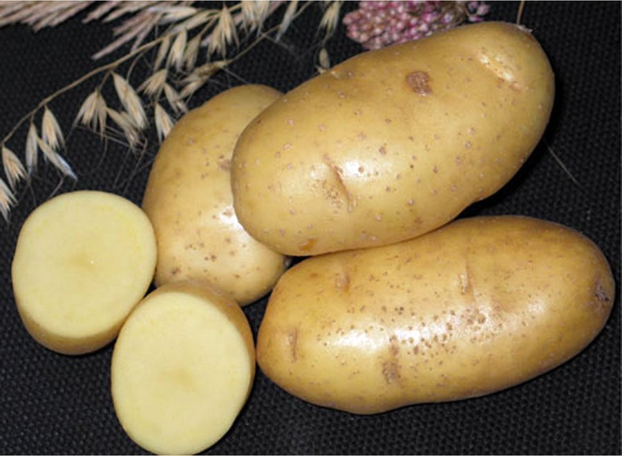 Картофель импала характеристика и описание сорта фото