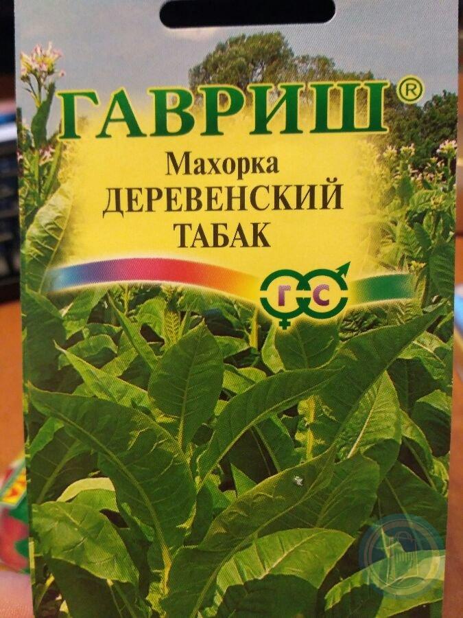 Растение табак махорка